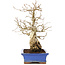 Carpinus coreana, 25 cm, ± 40 years old