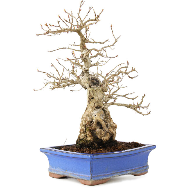 Carpinus coreana, 25 cm, ± 40 jaar oud