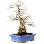 Carpinus coreana, 25 cm, ± 40 Jahre alt