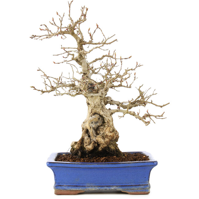 Carpinus coreana, 25 cm, ± 40 anni