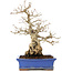 Carpinus coreana, 25 cm, ± 40 Jahre alt