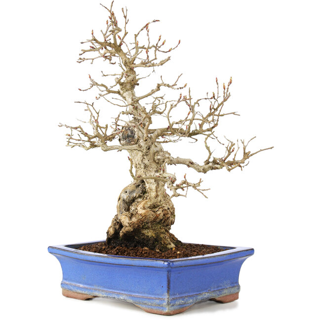Carpinus coreana, 25 cm, ± 40 years old