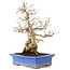 Carpinus coreana, 25 cm, ± 40 jaar oud