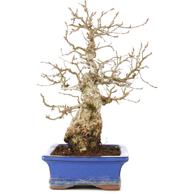Carpinus coreana, 25 cm, ± 40 jaar oud