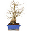 Carpinus coreana, 25 cm, ± 40 years old