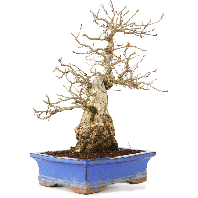 Carpinus coreana, 25 cm, ± 40 years old