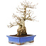 Carpinus coreana, 25 cm, ± 40 Jahre alt