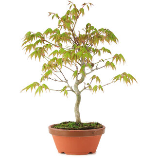 Acer palmatum, 24 cm, ± 8 jaar oud