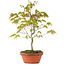 Acer palmatum, 24 cm, ± 8 anni