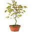 Acer palmatum, 24 cm, ± 8 anni