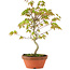 Acer palmatum, 24 cm, ± 8 anni