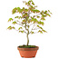 Acer palmatum, 24 cm, ± 8 years old