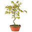 Acer palmatum, 24 cm, ± 8 anni