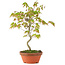 Acer palmatum, 24 cm, ± 8 jaar oud