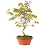 Acer palmatum, 24 cm, ± 8 anni