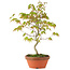 Acer palmatum, 24 cm, ± 8 jaar oud