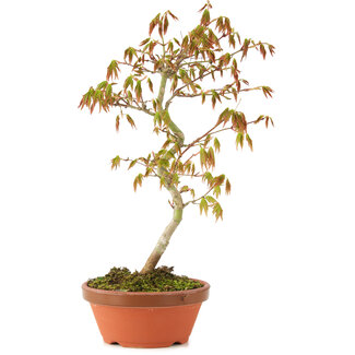 Acer palmatum, 26 cm, ± 8 jaar oud