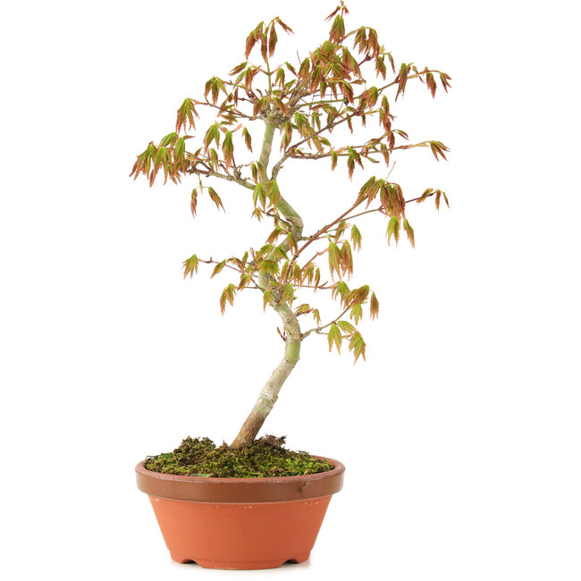 Acer palmatum, 26 cm, ± 8 años
