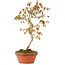 Acer palmatum, 26 cm, ± 8 jaar oud