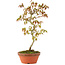 Acer palmatum, 26 cm, ± 8 jaar oud