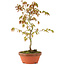 Acer palmatum, 26 cm, ± 8 años