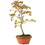 Acer palmatum, 26 cm, ± 8 jaar oud