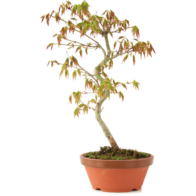 Acer palmatum, 26 cm, ± 8 years old