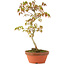 Acer palmatum, 26 cm, ± 8 jaar oud