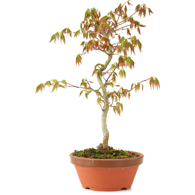 Acer palmatum, 26 cm, ± 8 ans