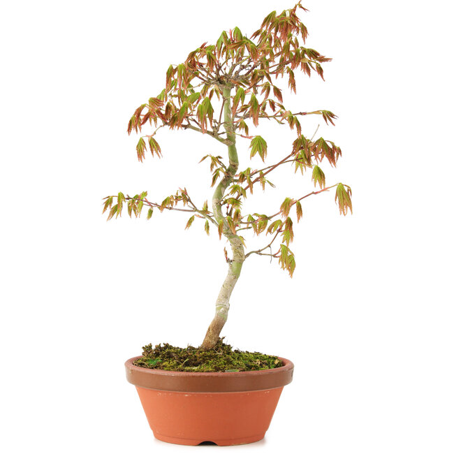 Acer palmatum, 26 cm, ± 8 years old