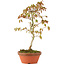 Acer palmatum, 26 cm, ± 8 jaar oud