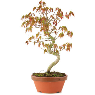 Acer palmatum, 25 cm, ± 8 anni