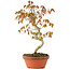 Acer palmatum, 25 cm, ± 8 anni