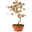 Acer palmatum, 25 cm, ± 8 anni