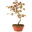 Acer palmatum, 25 cm, ± 8 Jahre alt