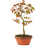 Acer palmatum, 25 cm, ± 8 anni