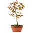 Acer palmatum, 25 cm, ± 8 years old