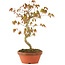Acer palmatum, 25 cm, ± 8 jaar oud