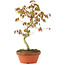 Acer palmatum, 25 cm, ± 8 jaar oud