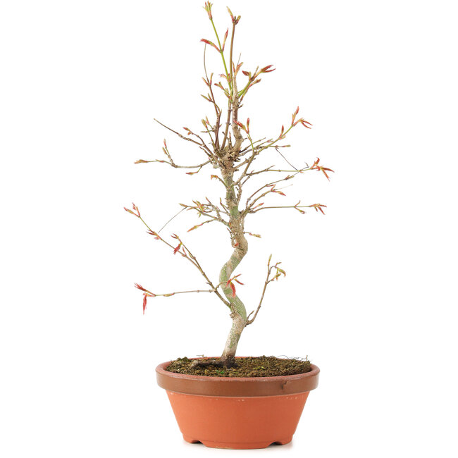 Acer palmatum, 27 cm, ± 8 years old