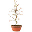 Acer palmatum, 27 cm, ± 8 años