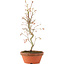 Acer palmatum, 27 cm, ± 8 jaar oud