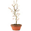 Acer palmatum, 27 cm, ± 8 años