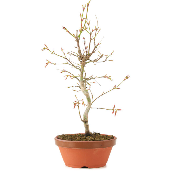 Acer palmatum, 27 cm, ± 8 years old