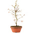 Acer palmatum, 27 cm, ± 8 años