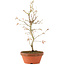 Acer palmatum, 27 cm, ± 8 jaar oud