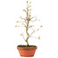 Acer palmatum, 27 cm, ± 8 años