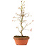 Acer palmatum, 27 cm, ± 8 Jahre alt