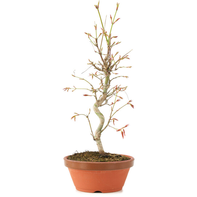 Acer palmatum, 27 cm, ± 8 ans