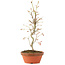 Acer palmatum, 27 cm, ± 8 años